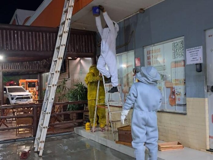 Bombeiros fazem retirada de enxame de abelhas em posto de combustível