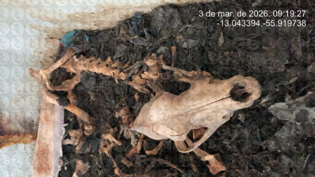 Cachorro é encontrado morto e carbonizado em casa abandonada em Lucas do Rio Verde