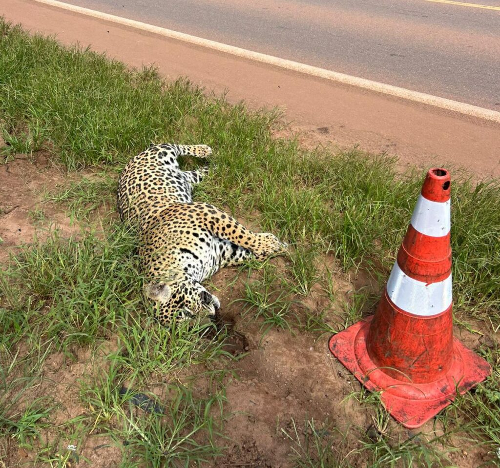 Onça-pintada é atropelada na BR-163 em Sinop