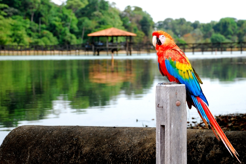 Sinop sediará primeiro evento de observação de aves de Mato 