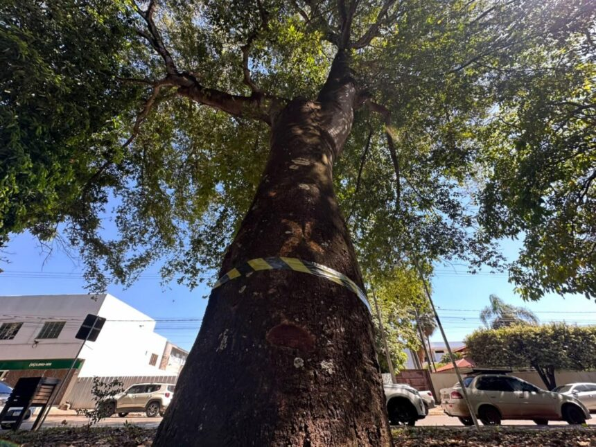 Prefeitura vai remover seis árvores com risco de queda na Ár