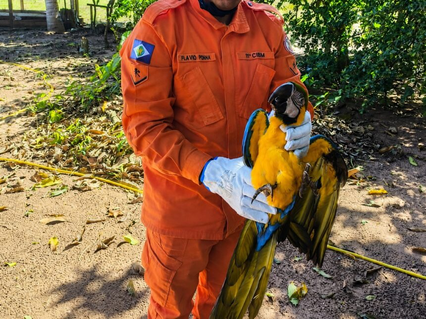 Arara-canindé debilitada é resgatada em quintal de casa em M